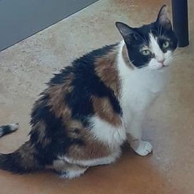 Enlarge Molly, a Adoptable Domestic Short Hair in Minneapolis, MN image 6/6