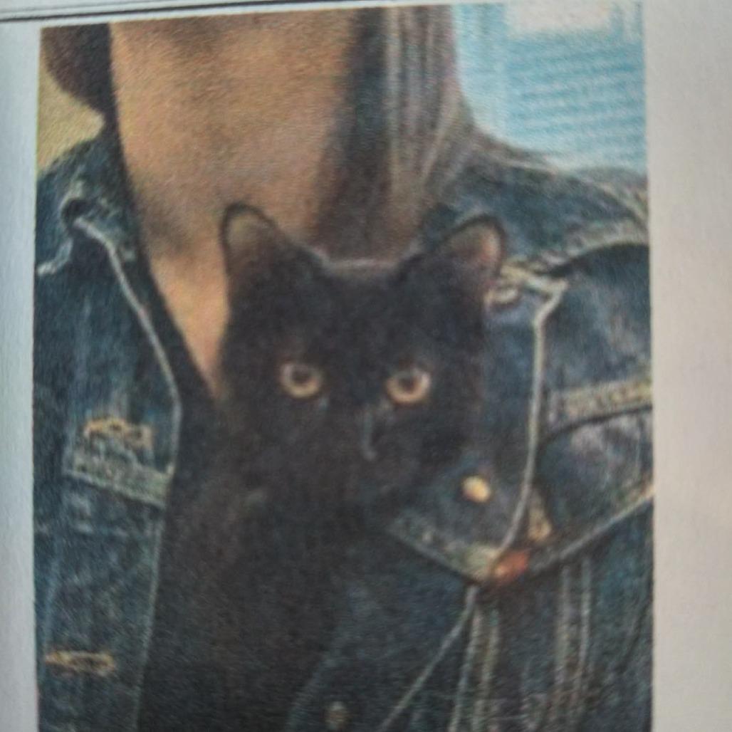 Willy, Adoptable, Kitten Male Domestic Short Hair.