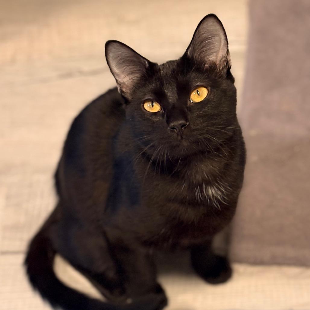 Enlarge Willy, a Adoptable Domestic Short Hair in Brevard, NC image 2/3