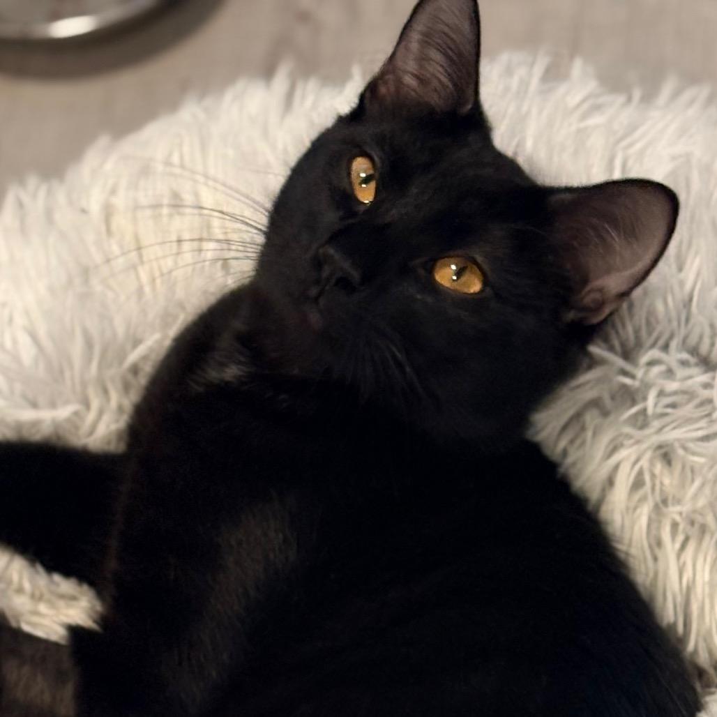 Enlarge Willy, a Adoptable Domestic Short Hair in Brevard, NC image 3/3