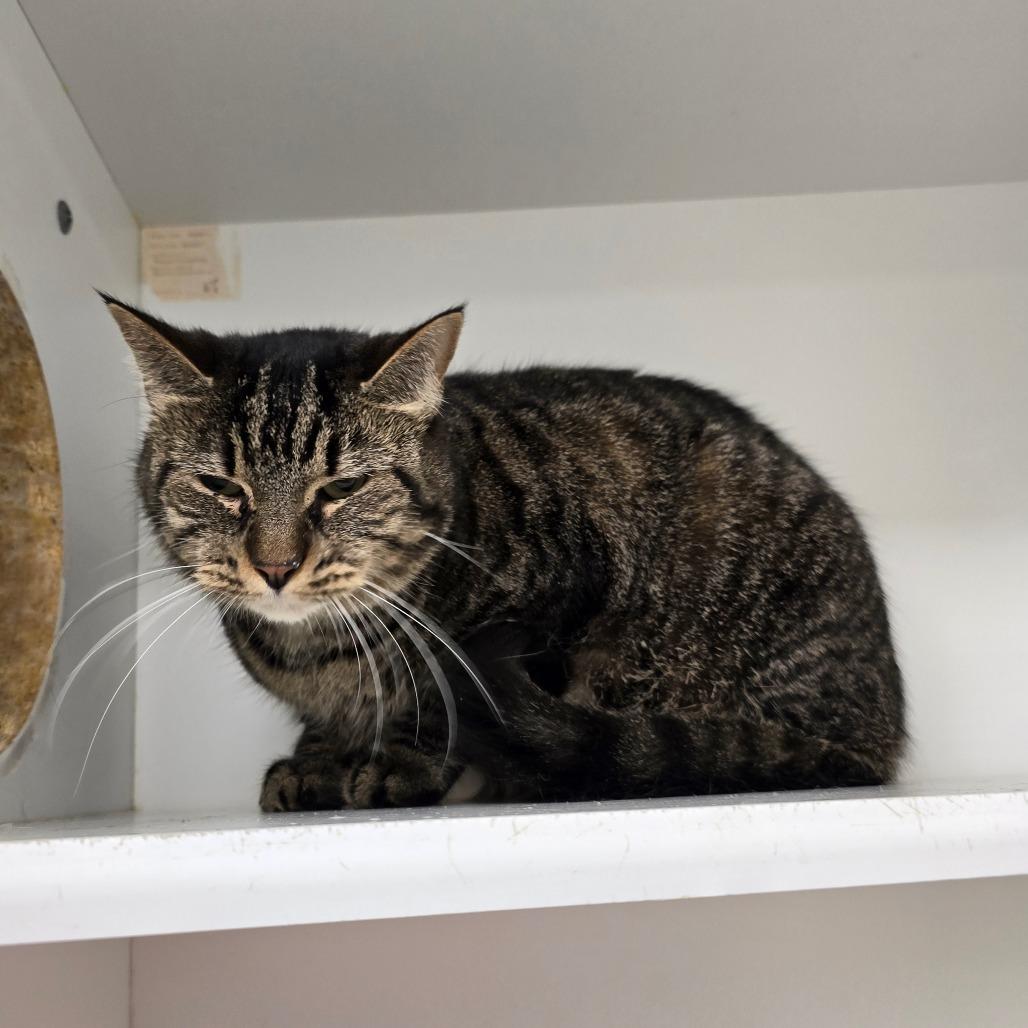 Enlarge Dinah, a Adoptable mixed breed in Jasper, IN image 1/2