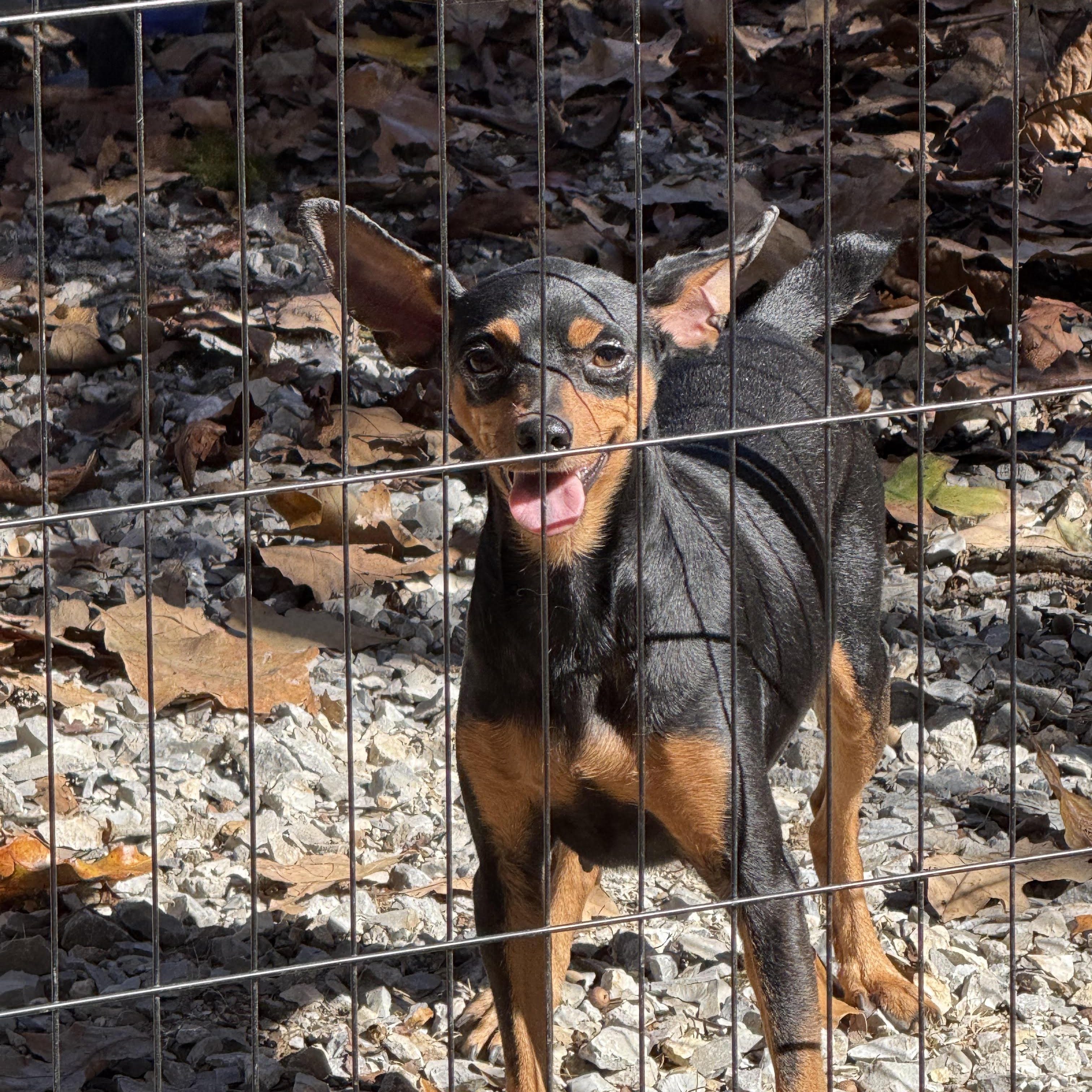 SKIPPY, an adoptable Miniature Pinscher in Chicopee, MA image 2/3