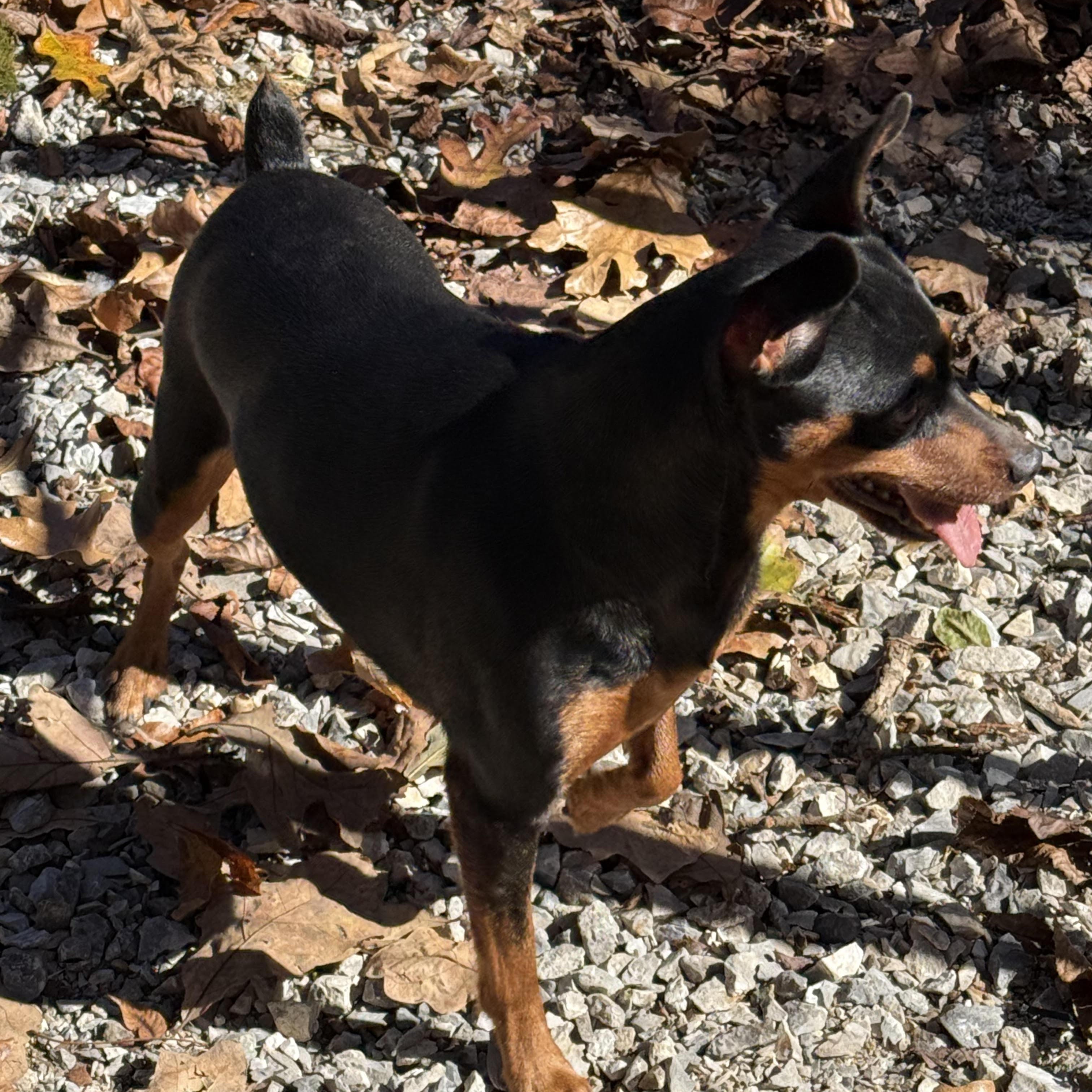 SKIPPY, an adoptable Miniature Pinscher in Chicopee, MA image 3/3