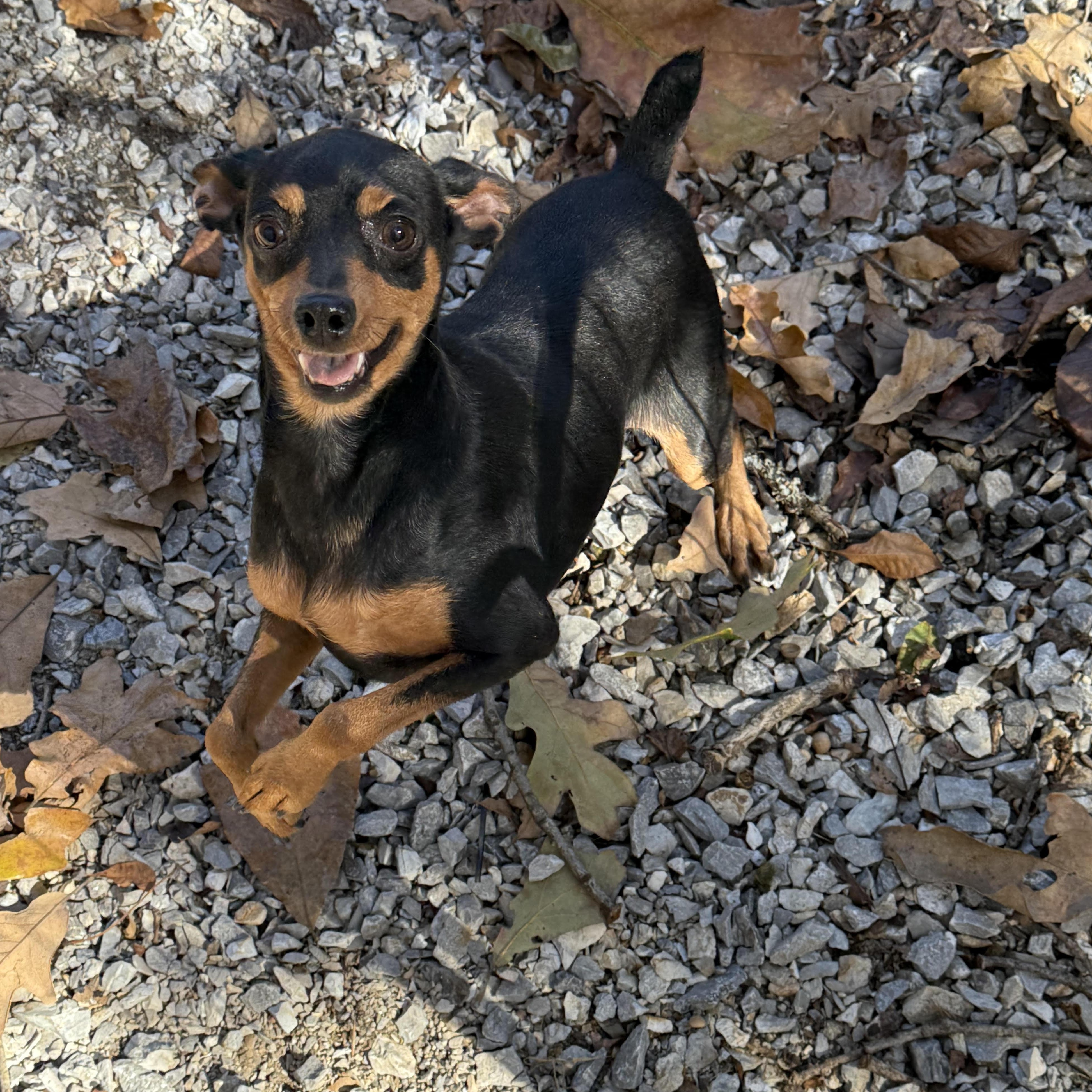 SKIPPY, adoptable, Adult Female Miniature Pinscher.