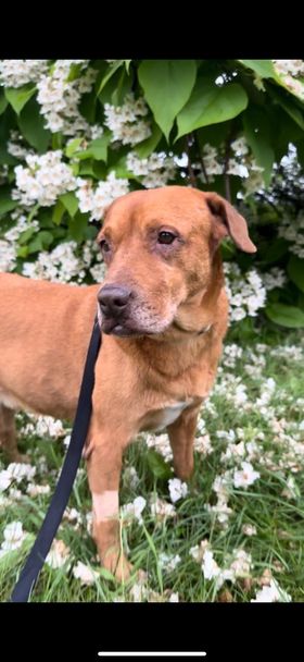 Hillard, a Adoptable Labrador Retriever in New Brighton, MN image 1/6
