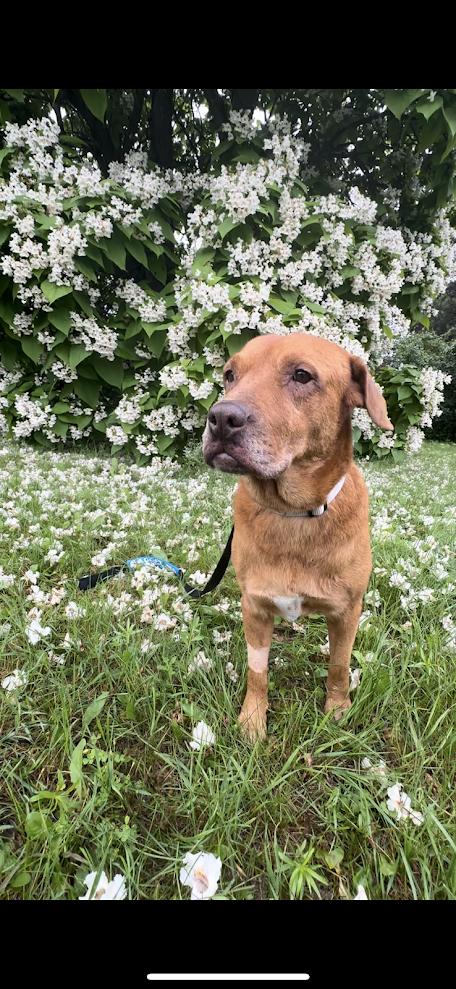 Hillard, a Adoptable Labrador Retriever in New Brighton, MN image 5/6