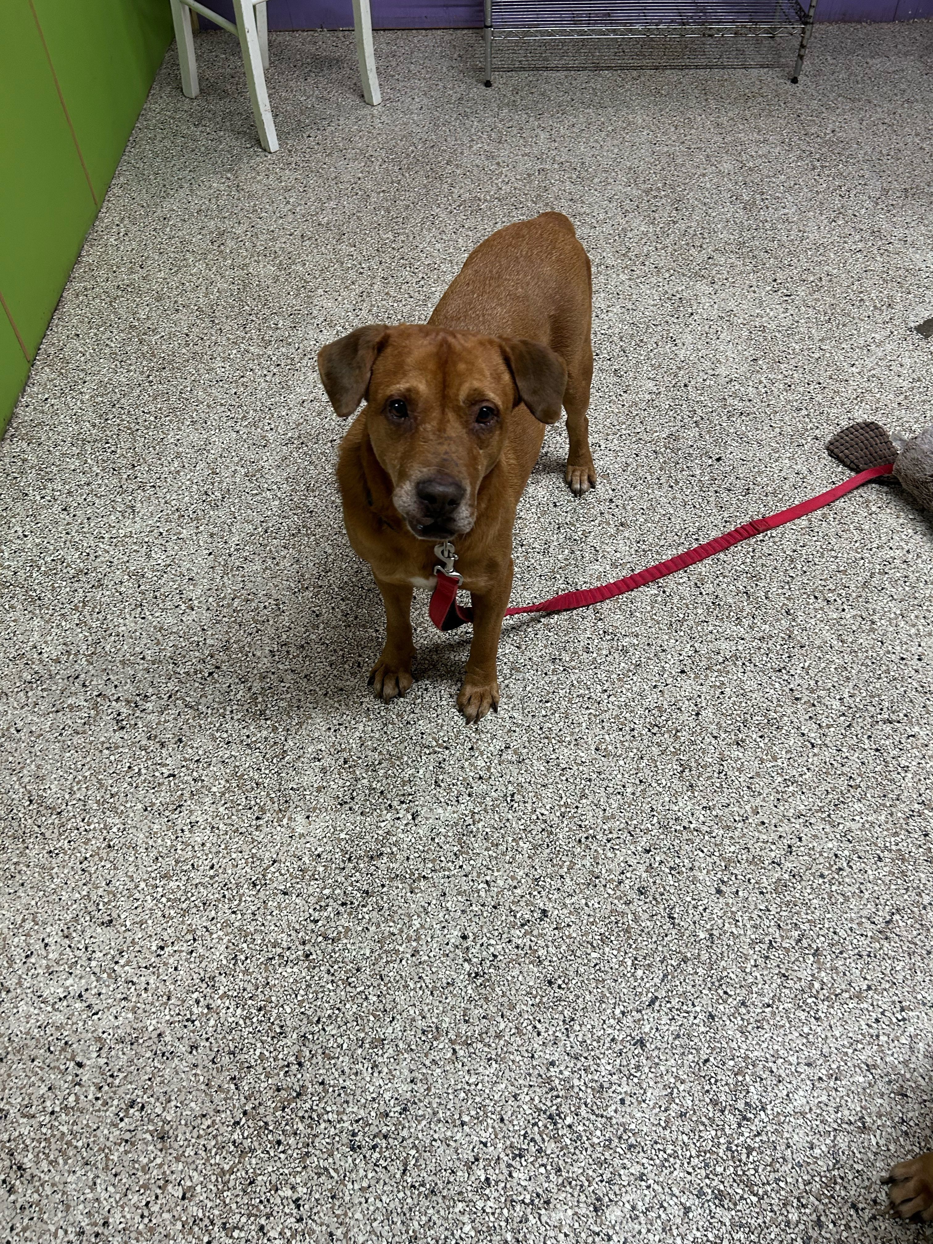 Hillard, a Adoptable Labrador Retriever in New Brighton, MN image 4/6
