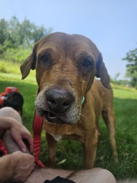Hillard, a Adoptable Labrador Retriever in New Brighton, MN image 2/6