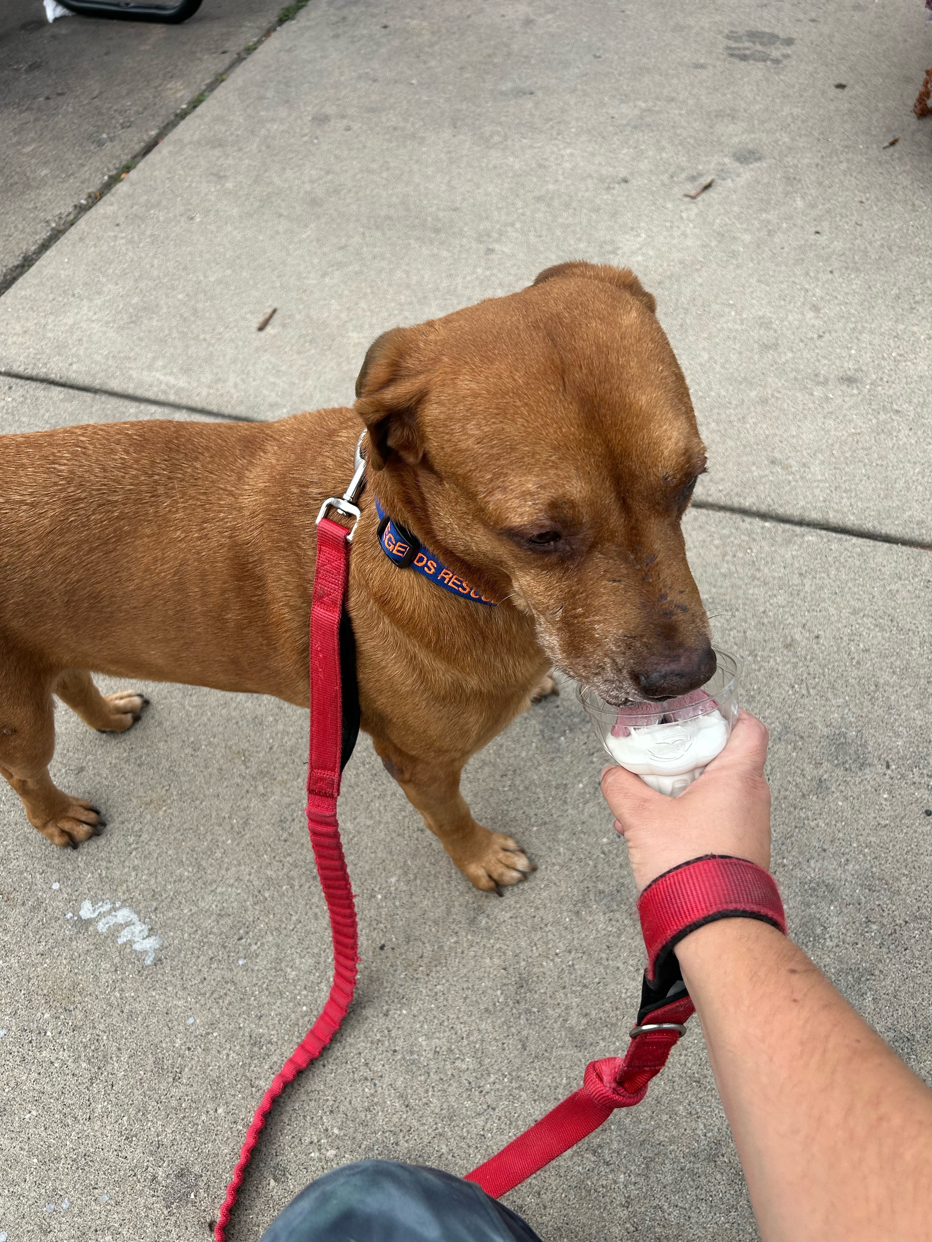 Hillard, a Adoptable Labrador Retriever in New Brighton, MN image 3/6
