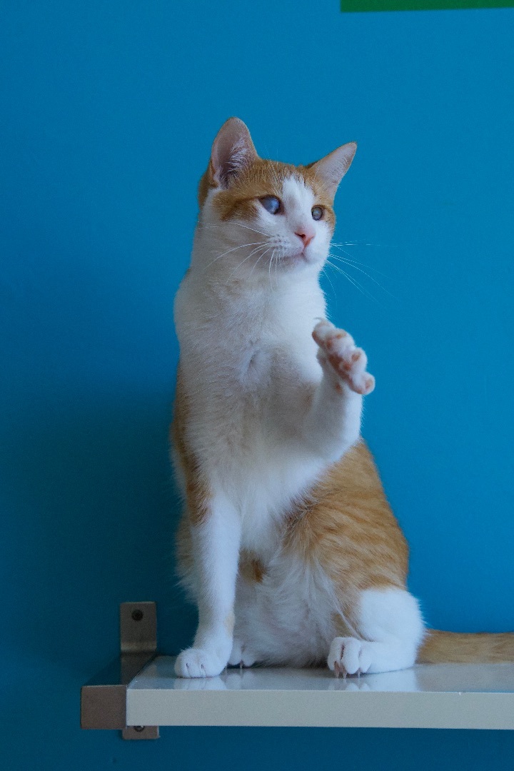 Enlarge Nouveau, a Adoptable Domestic Short Hair in Los Angeles, CA image 1/6