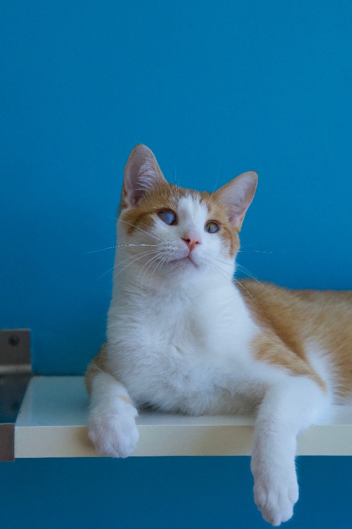 Enlarge Nouveau, a Adoptable Domestic Short Hair in Los Angeles, CA image 2/6