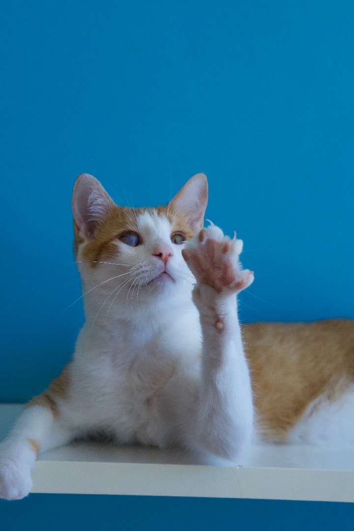 Enlarge Nouveau, a Adoptable Domestic Short Hair in Los Angeles, CA image 3/6