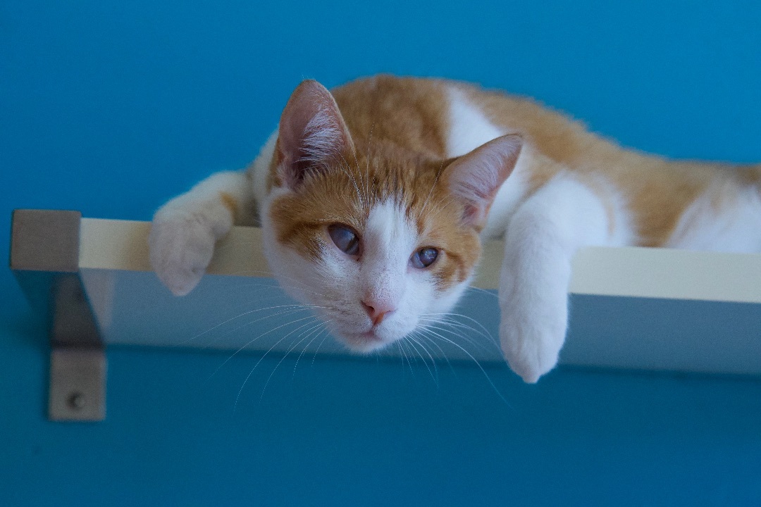 Enlarge Nouveau, a Adoptable Domestic Short Hair in Los Angeles, CA image 4/6