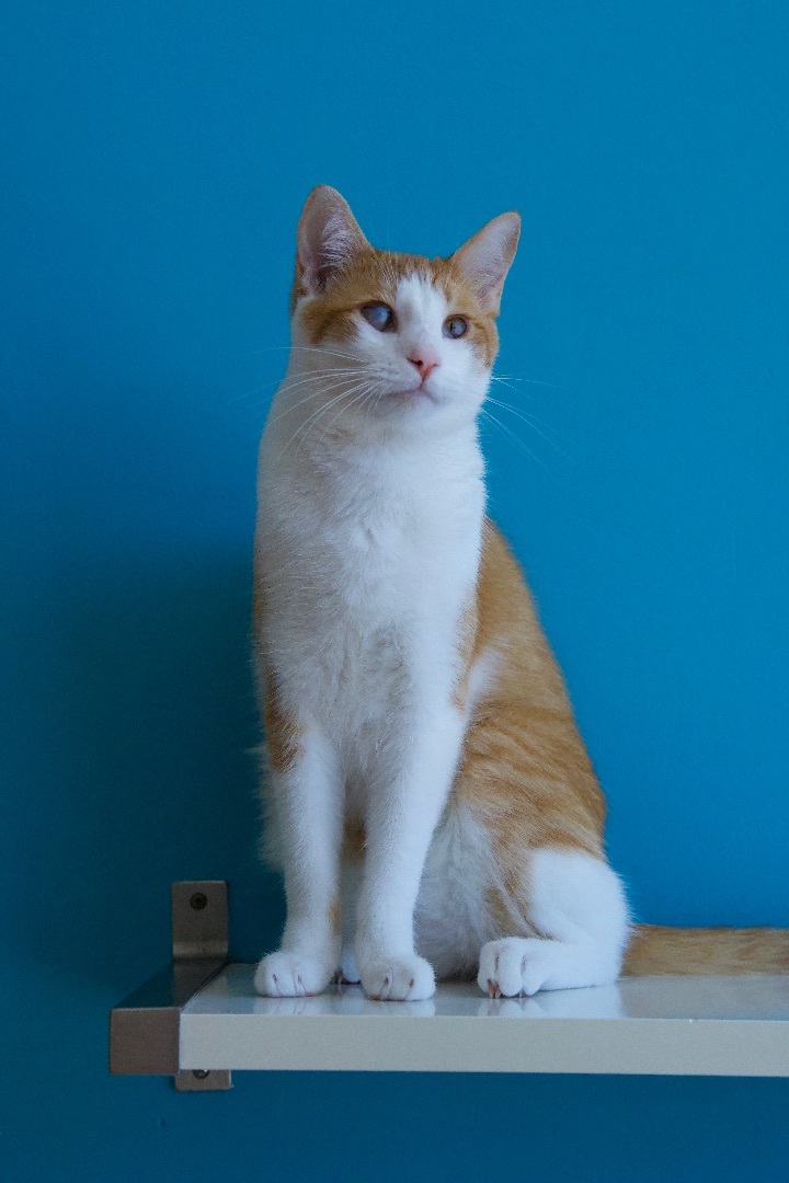 Enlarge Nouveau, a Adoptable Domestic Short Hair in Los Angeles, CA image 5/6