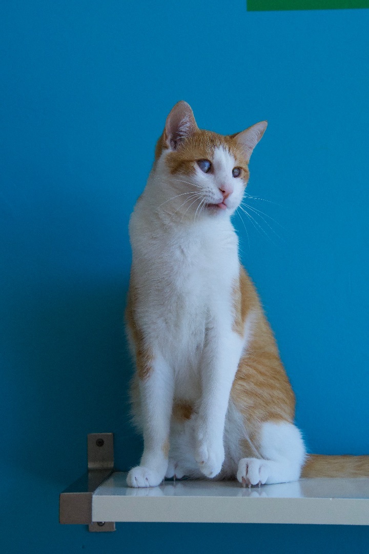 Enlarge Nouveau, a Adoptable Domestic Short Hair in Los Angeles, CA image 6/6