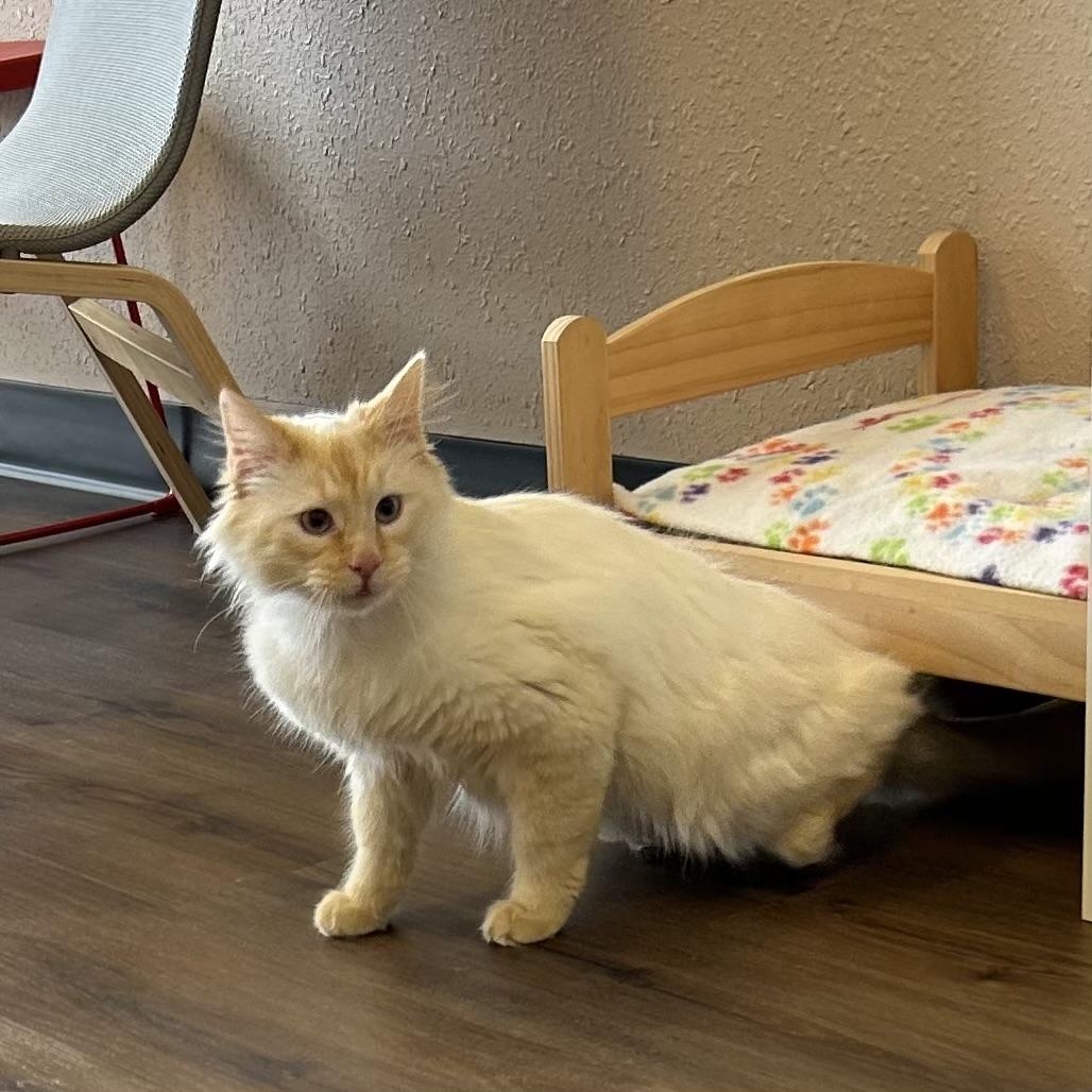 Snowbell, a Adoptable Siamese in Decatur, IL image 4/4