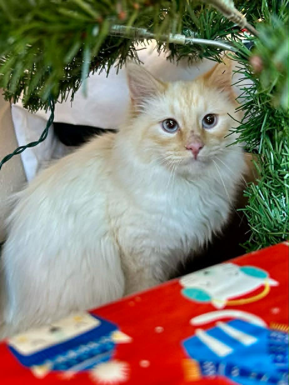 Snowbell, a Adoptable Siamese in Decatur, IL image 2/4