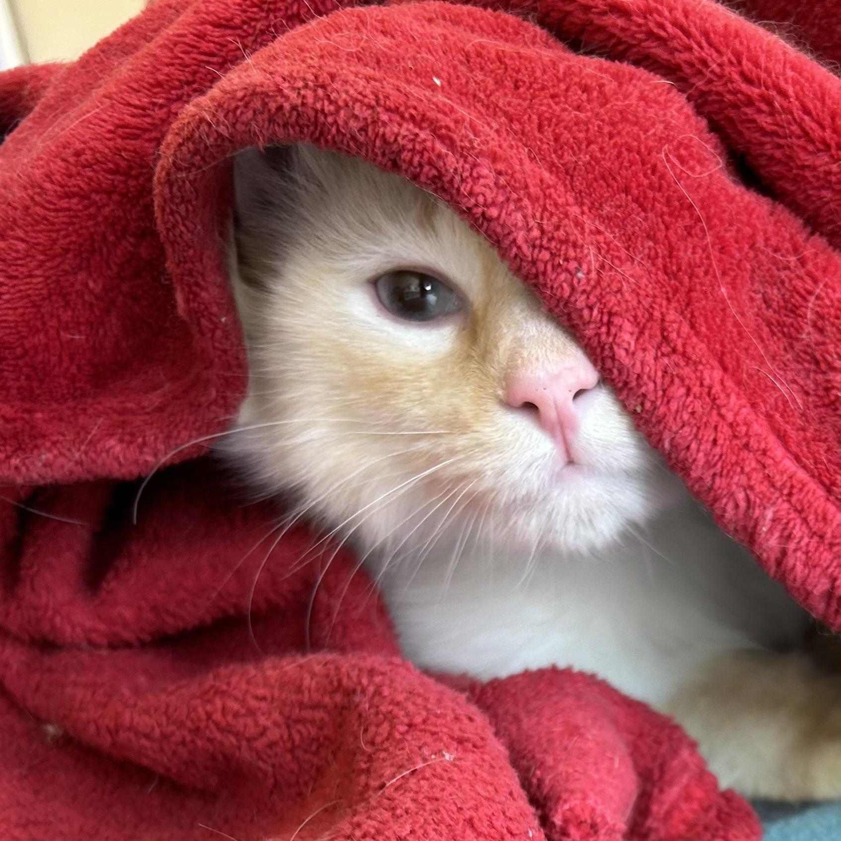 Snowbell, a Adoptable Siamese in Decatur, IL image 3/4