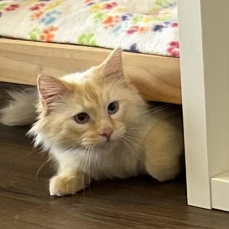 Snowbell, Adoptable, Young Male Siamese.