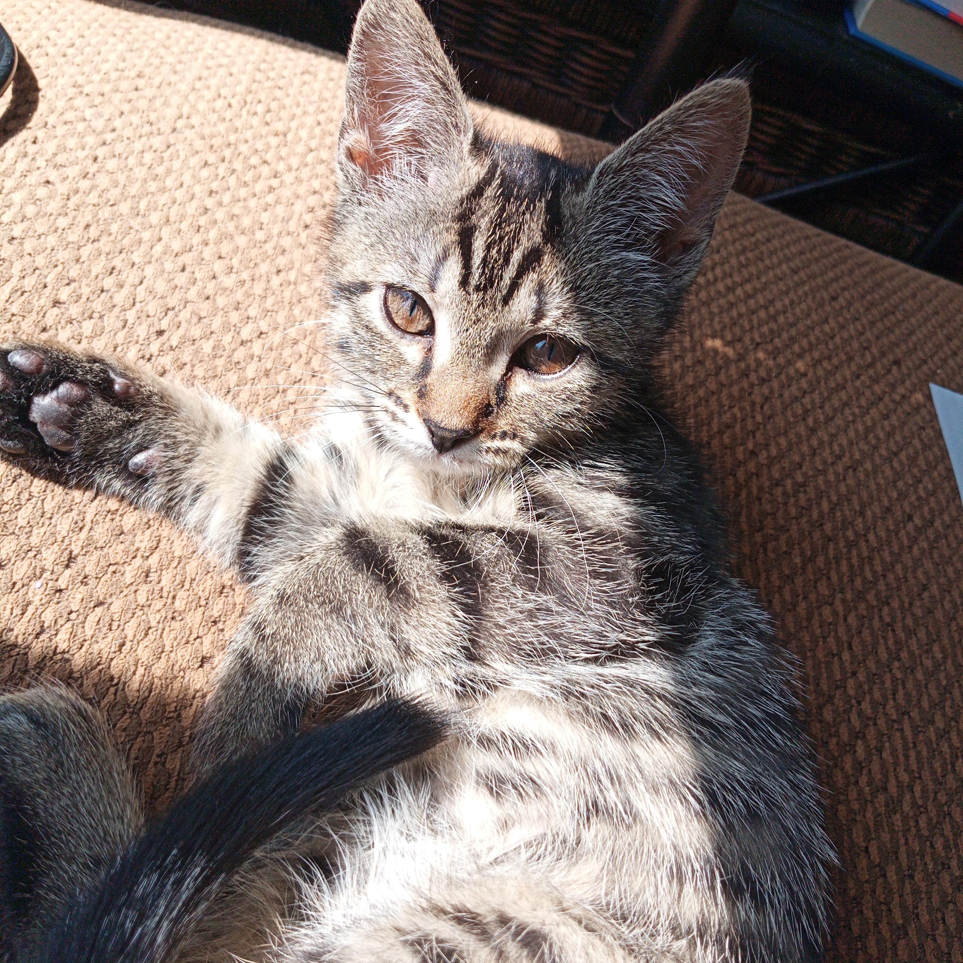 Enlarge Cherry Garcia, a ADOPTABLE Tabby in Muncie, IN image 1/1
