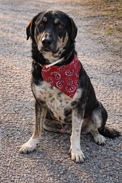 Enlarge "Ears" aka  Oron, a Adoptable mixed breed in Winter Park, CO image 1/2