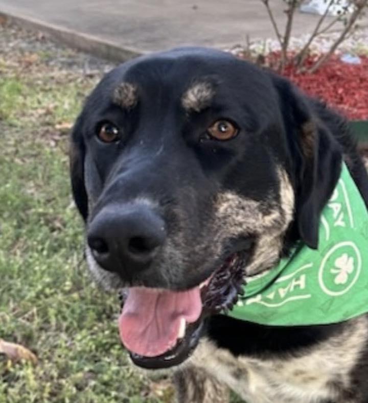 Enlarge "Ears" aka  Oron, a Adoptable mixed breed in Winter Park, CO image 2/2