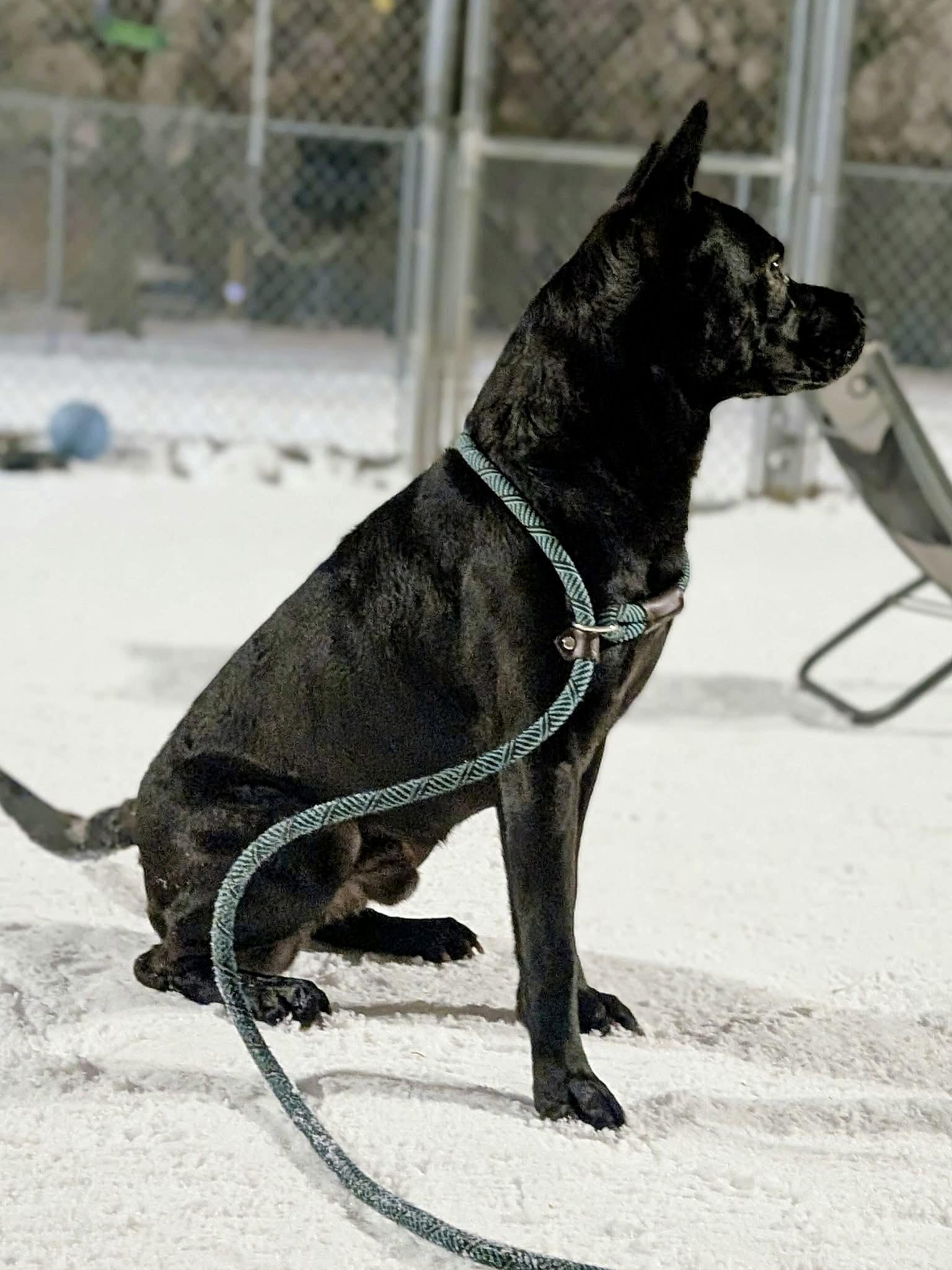 Enlarge Muggle, a ADOPTABLE mixed breed in Chicago, IL image 2/5