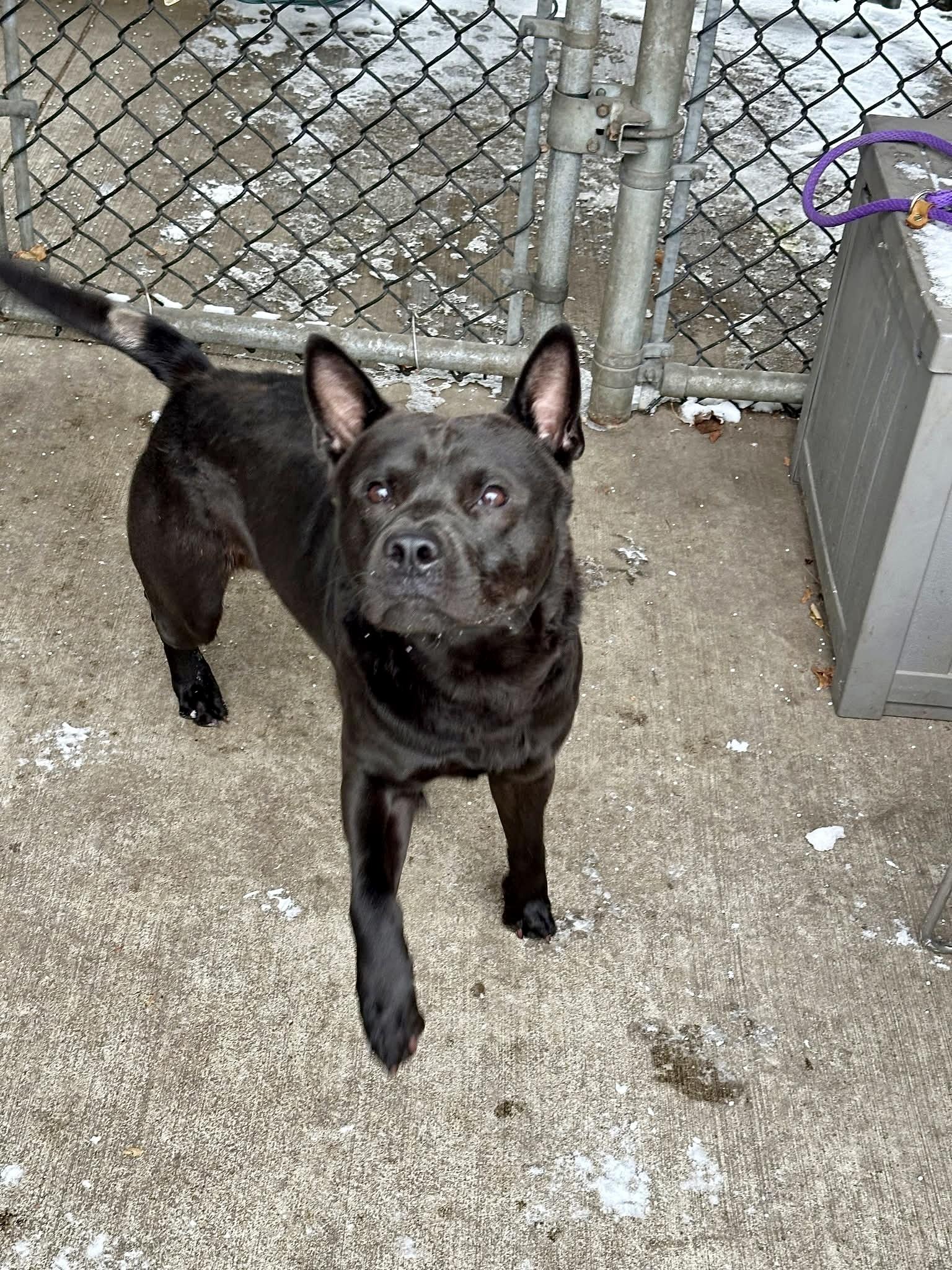 Enlarge Muggle, a ADOPTABLE mixed breed in Chicago, IL image 3/5