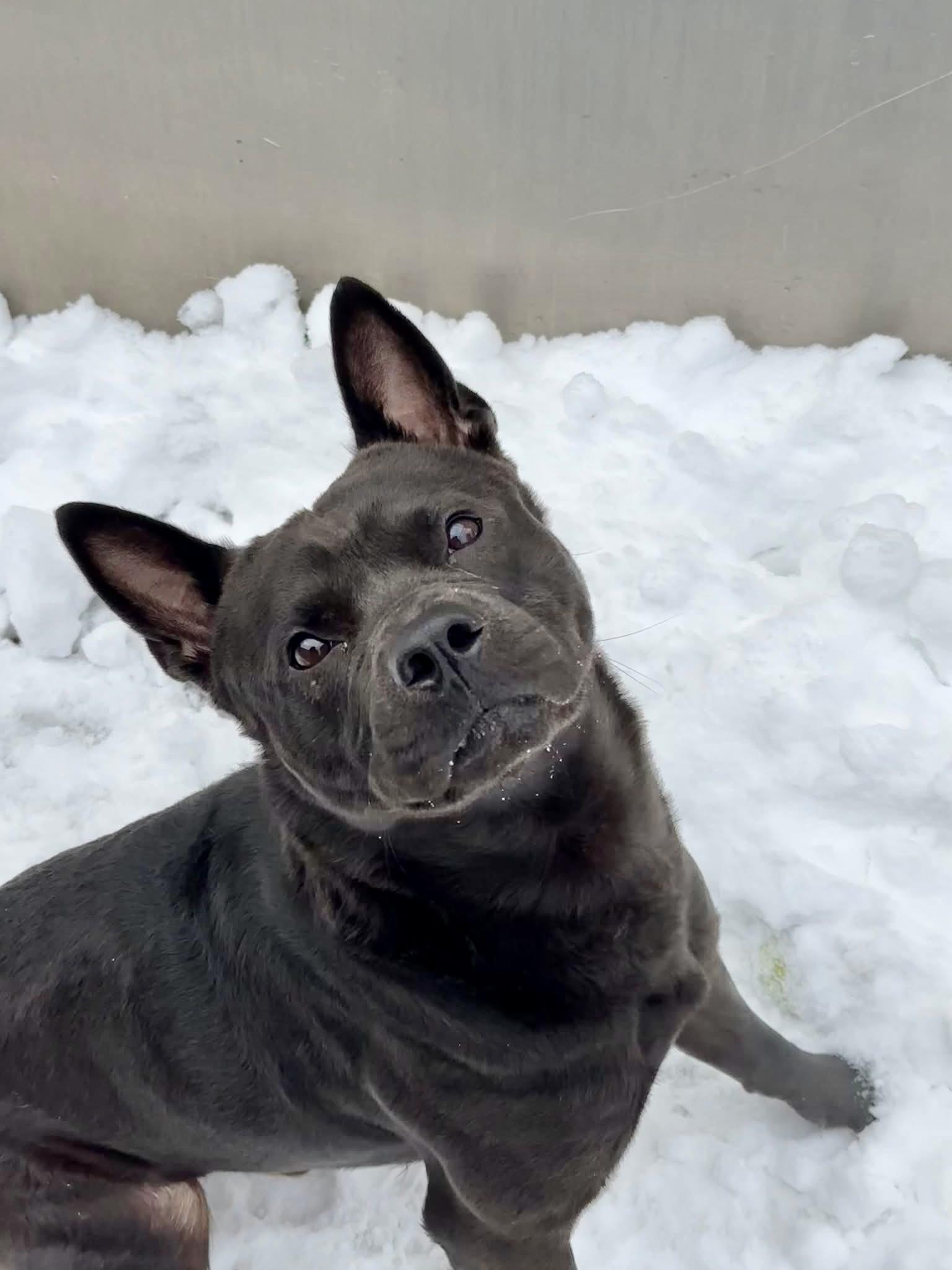 Enlarge Muggle, a ADOPTABLE mixed breed in Chicago, IL image 4/5