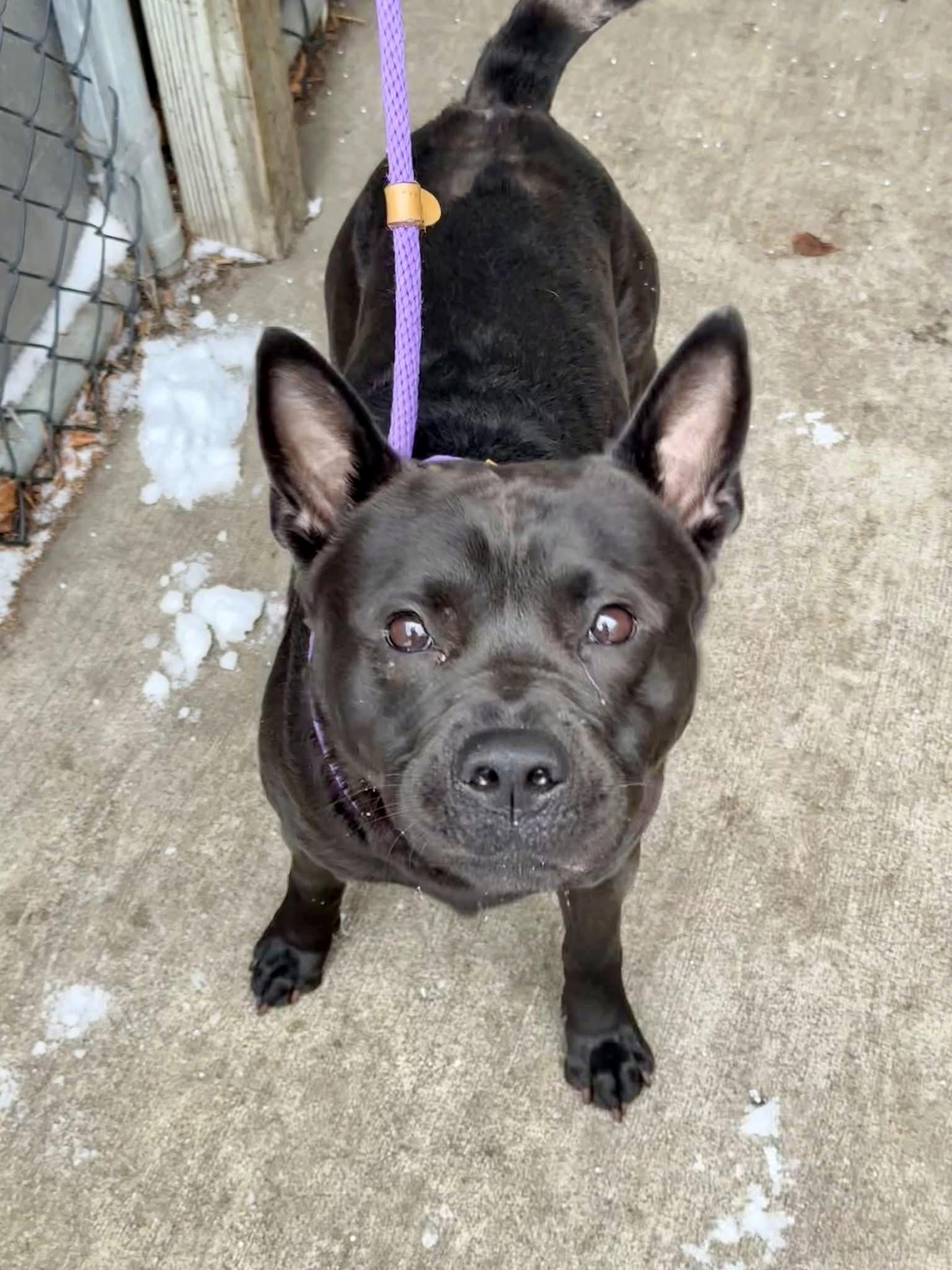 Muggle, ADOPTABLE, Adult Male Labrador Retriever & Pit Bull Terrier.