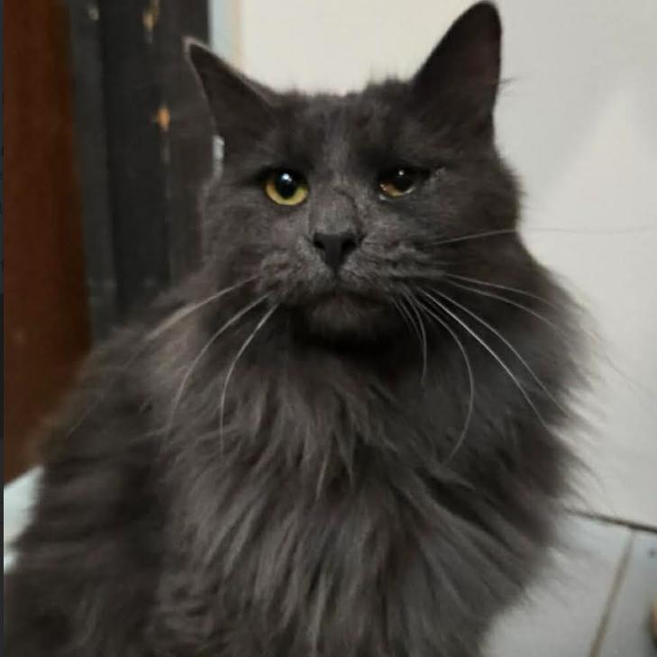 Enlarge Prince, a Adoptable Domestic Medium Hair in Gordonsville, TN image 1/1