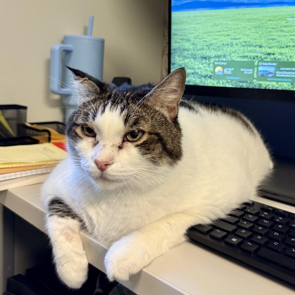 Toby, Adoptable, Senior Male Domestic Short Hair.