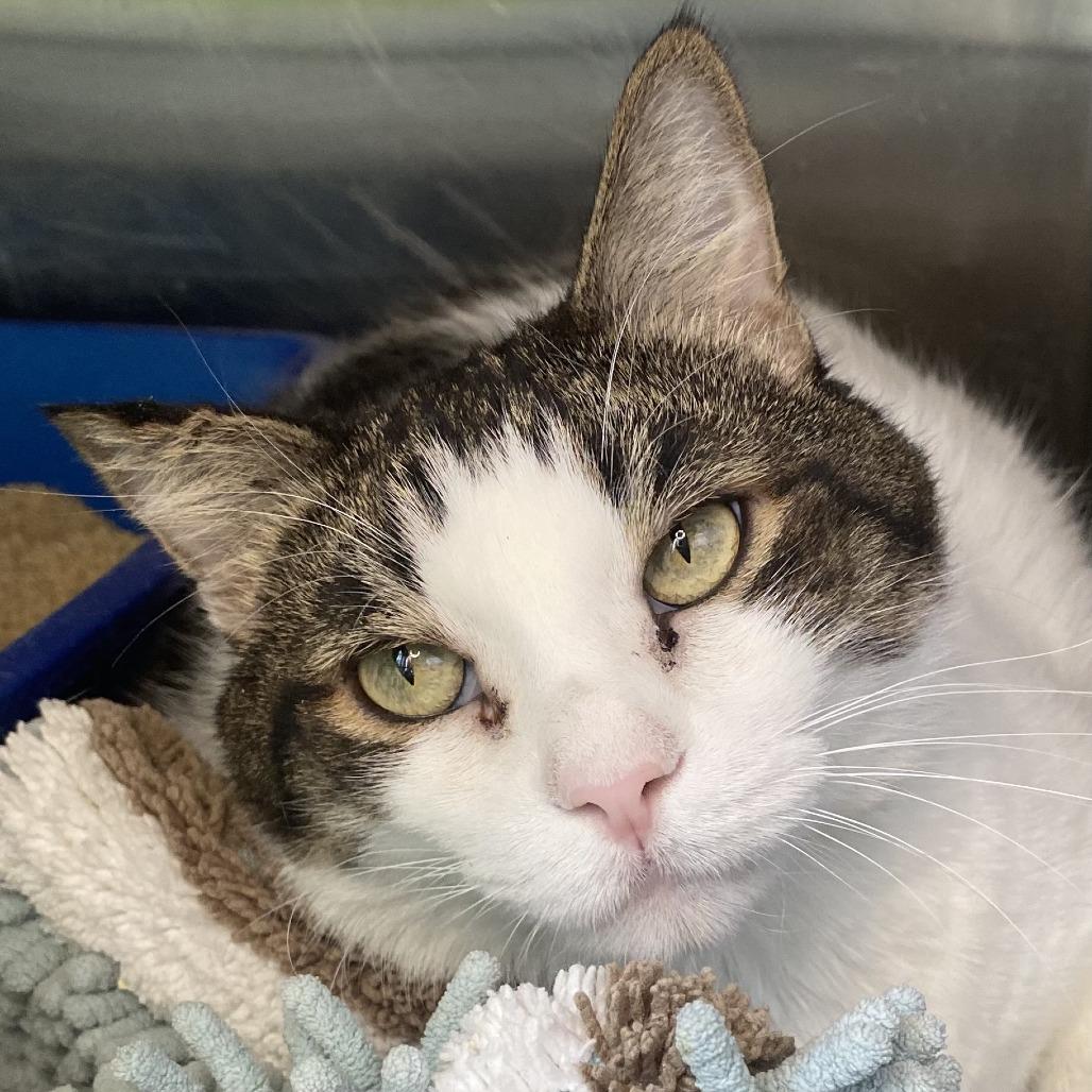 Enlarge Toby, a Adoptable mixed breed in Riverside, CA image 2/3