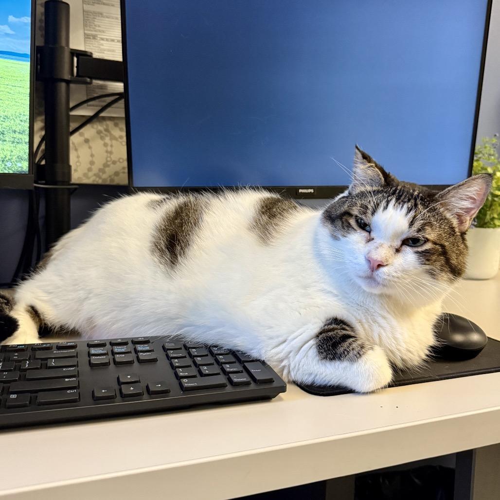 Enlarge Toby, a Adoptable mixed breed in Riverside, CA image 3/3