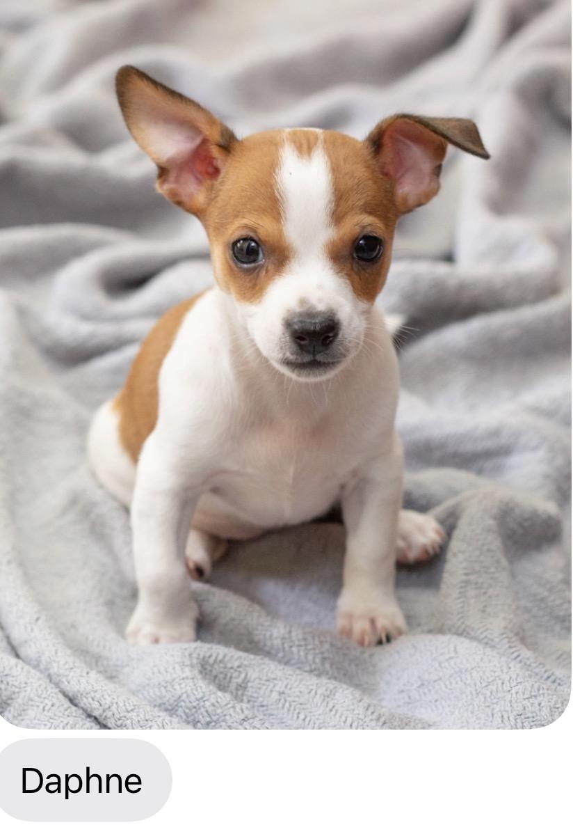 Daphne