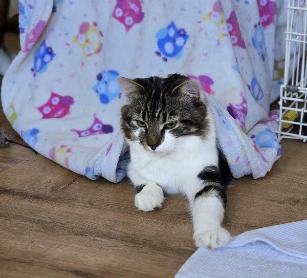 Bobbie - One of the Guys