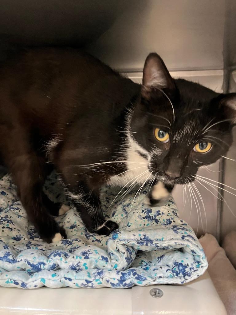 Galaxy, Adoptable, Adult Male Domestic Short Hair.