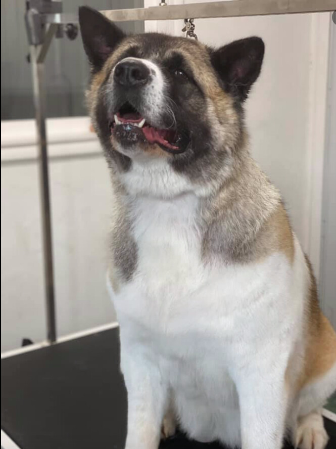 Chi-hero, Adoptable, Adult Female Akita.