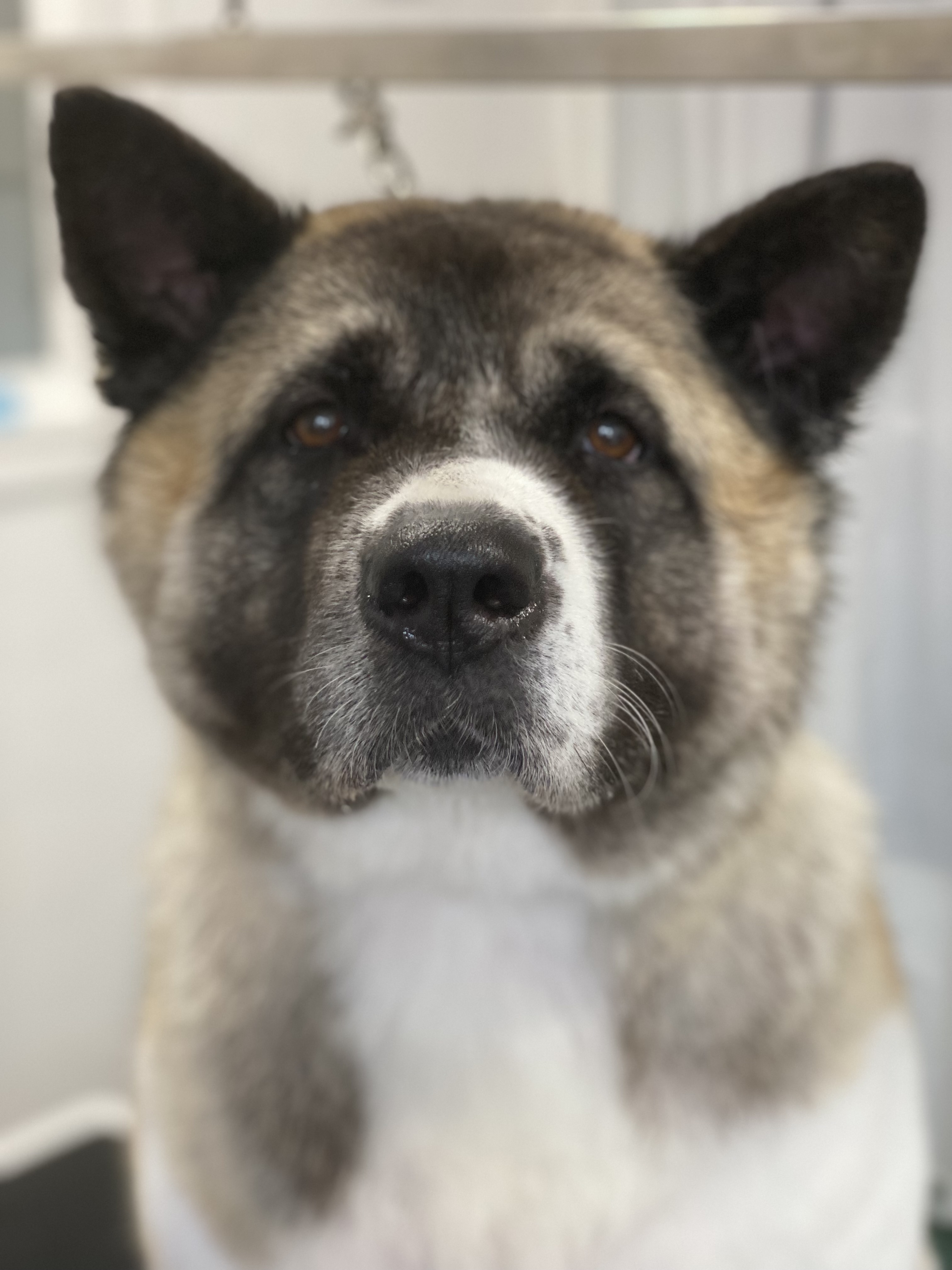 Chi-hero, a Adoptable Akita in Salina, UT image 2/12