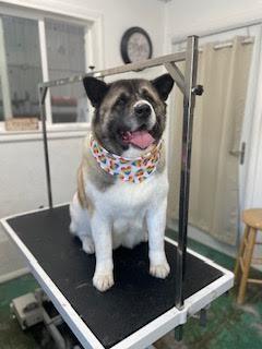 Chi-hero, a Adoptable Akita in Salina, UT image 3/12