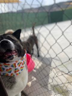 Chi-hero, a Adoptable Akita in Salina, UT image 4/12