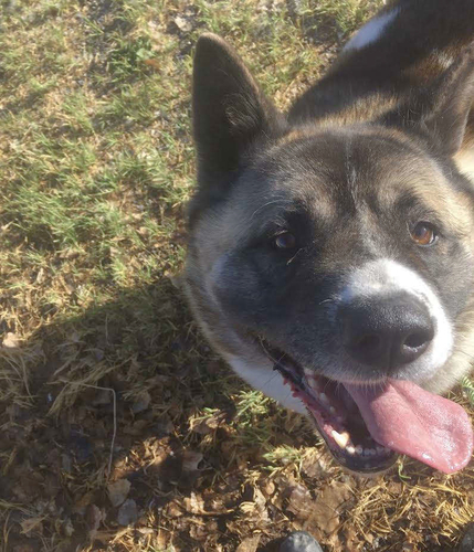 Chi-hero, a Adoptable Akita in Salina, UT image 5/12