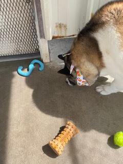 Chi-hero, a Adoptable Akita in Salina, UT image 6/12