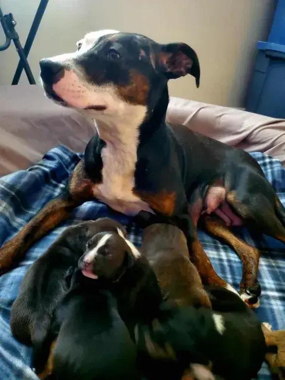 Enlarge Molly, a Adoptable mixed breed in Grand Rapids, MI image 2/6