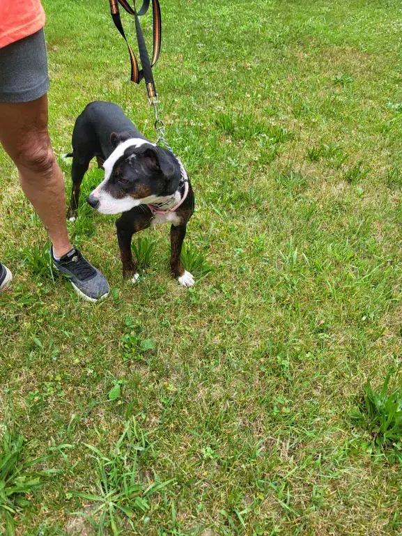 Enlarge Molly, a Adoptable mixed breed in Grand Rapids, MI image 3/6