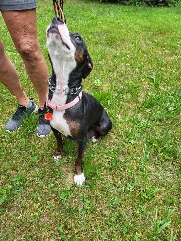 Enlarge Molly, a Adoptable mixed breed in Grand Rapids, MI image 4/6