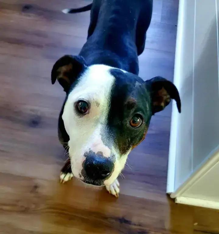 Enlarge Molly, a Adoptable mixed breed in Grand Rapids, MI image 5/6