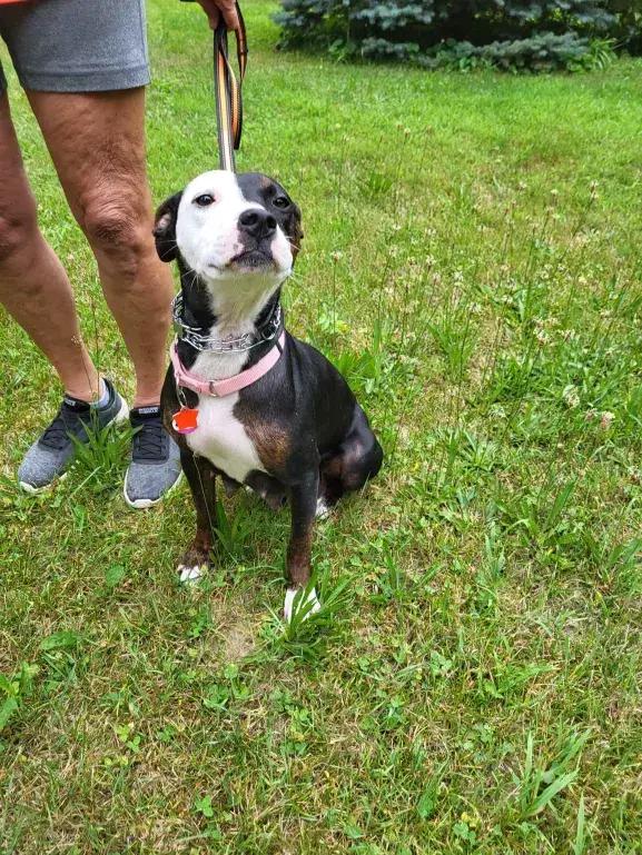 Enlarge Molly, a Adoptable mixed breed in Grand Rapids, MI image 6/6