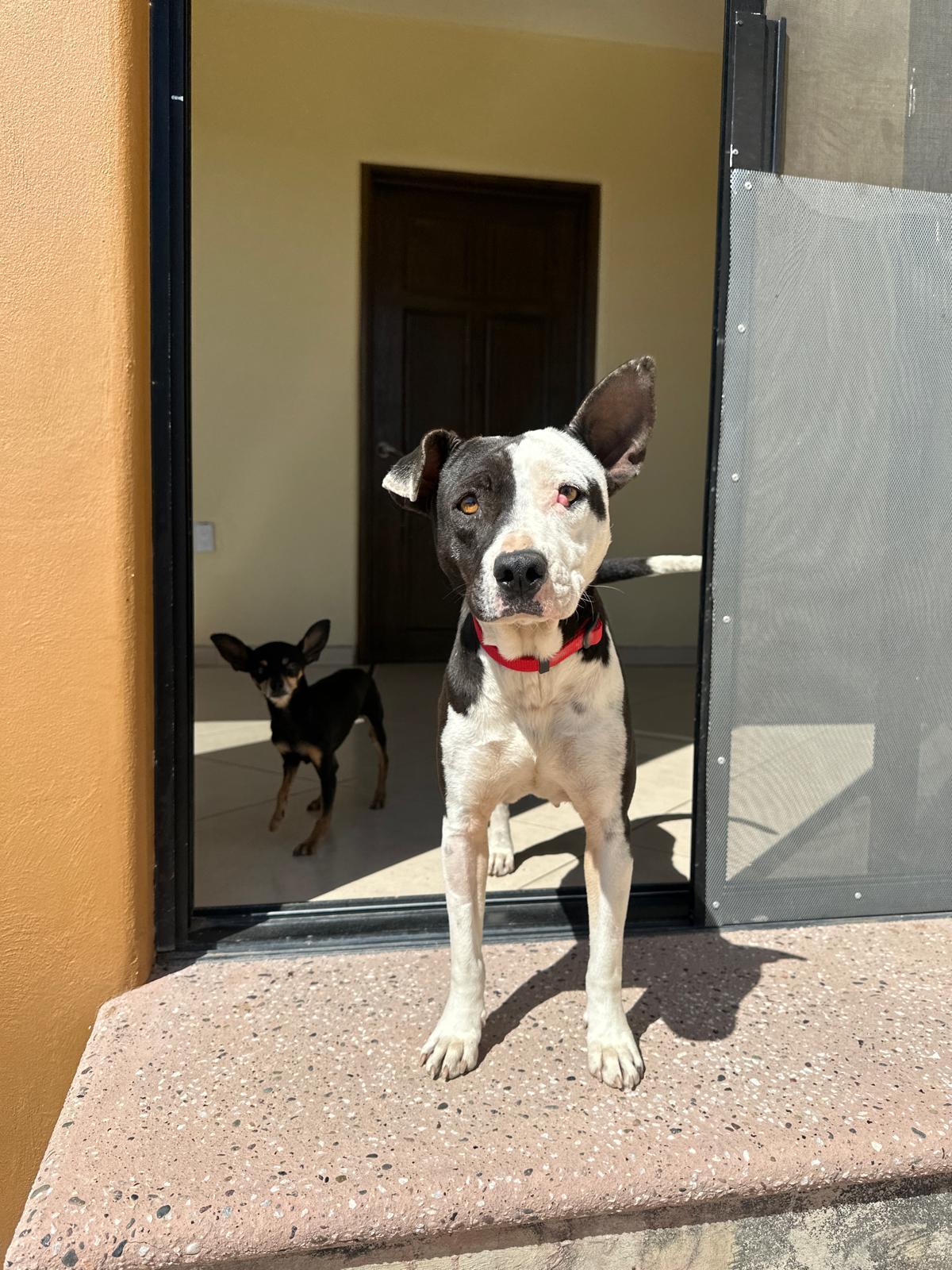 Ayla, a Adoptable mixed breed in Sherwood, OR image 1/6