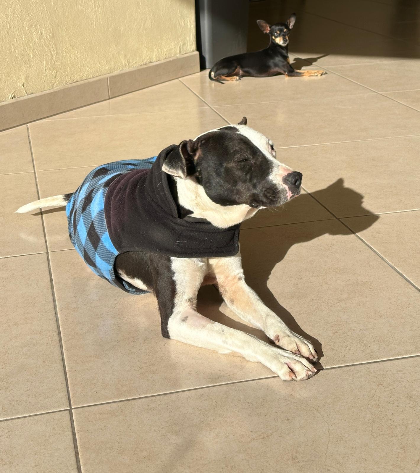 Ayla, a Adoptable mixed breed in Sherwood, OR image 2/6